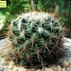 Mammillaria_ tayloriorum _04